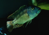 Dimidiochromis kiwinge, nimbochromis fuscotaeniatus, malawi trout / Birmingham/