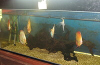 Group of Discus