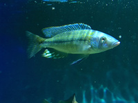 Dimidiochromis kiwinge, nimbochromis fuscotaeniatus, malawi trout / Birmingham/