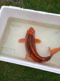 20 inch long koi fish very rare and different colours