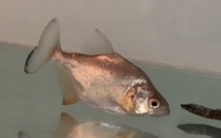 Yellow diamond rhombeus 3” piranha
