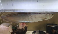 Stock clear out - Selling my silver arowana, tinfoil barbs, midas cichlid and more