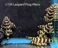 L134 Leopard Frog Pleco 4-5cm