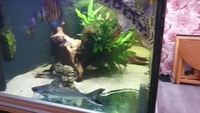 Platynematichthys notatus. Lince catfish for sale