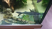 Platynematichthys notatus. Lince catfish for sale
