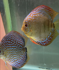 Fry discus for sale