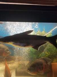 Shark catfish