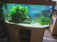 Juwel Bow Fronted Aquarium Plus Cabinet and Fish