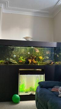 SELLING PRED FISH COLLECTION AND CUSTOM TANK HIGH GLOSS