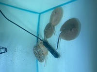 Pearl albino HET stingray pups uk breed £180 bargain may deliver for fuel if not to far 2 left