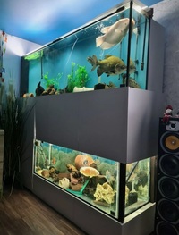 Fish tank set up 7ft and 4ft