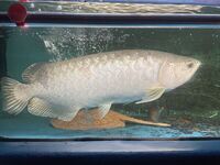 REDUCED £745 SUPER RARE BATIK AROWANA (Scleropages inscriptus) ONLY 1 IN UK FOR SALE