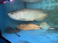 REDUCED £745 SUPER RARE BATIK AROWANA (Scleropages inscriptus) ONLY 1 IN UK FOR SALE