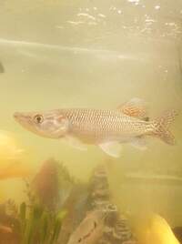 African pike