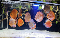 Group of 13 large A grade adult discus.