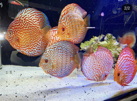 Group of 13 large A grade adult discus.