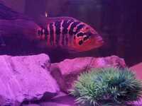 OFFERED: Red Tiger Motaguense Jouveniles - Very healthy as Fry from amazing parents