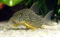 WANTED/ Looking for a breeding group of Corydoras Sterbai