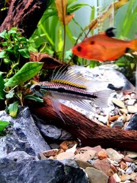 Free to a good home 10 Super Red Serpae Tetras 3 Adult Rams (2male) 1 Adult Apistogramma Trifasciata (M)