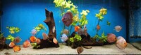 8 Stendker Discus for Tropical Fish Tank Aquarium - individually or as a group