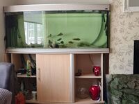 5ft bow fronted AQUA ONE aqurium and stand £100