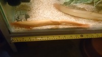 Big Weather Loaches