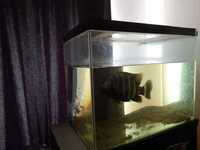 Buttikoferi chchlid with fish tank and filter open to offers