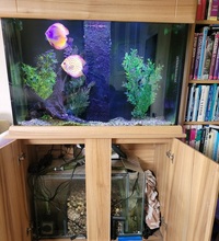 3ft Aquarium and cabinet with sump full set up NEW PRICE £175 the lot