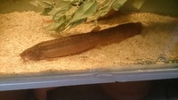 Big Weather Loaches