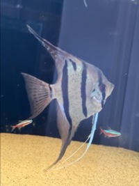 11 x F1 Rio Nanay Angel Fish (adults) £150