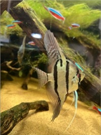 11 x F1 Rio Nanay Angel Fish (adults) £150