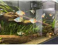 13 XL boesemani ‘Aytinjo’ rainbow fish £120