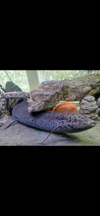 27inch African Lungfish