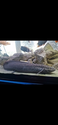 27inch African Lungfish