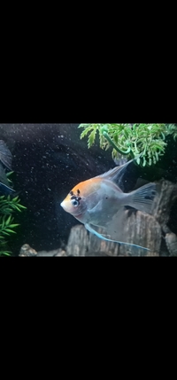 3 Large Angel Fish pearl gourami 20