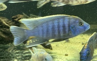 peacock cichlids