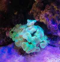 Neon green candy cane colony 55+ heads