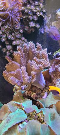 Devils Finger Soft Coral