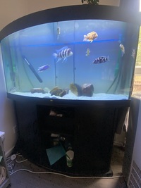 Full African cichlid fish tank set up w/ 2 x eheim filters