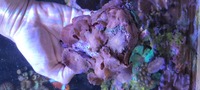 Superman Discosoma Mushroom Coral Garden