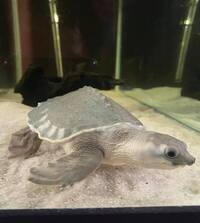 Male & Female Fly River Turtle For Sale Serious Inquiries 