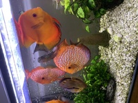 Large discus for sale 4 to 7 inch £30-£50 each