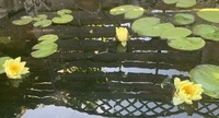 Pond Waterlilies for Sale