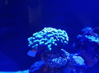 Coral For Sale Read Description
