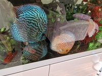 Mature fish tank with 4 happy discus for sale