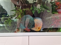 Mature fish tank with 4 happy discus for sale