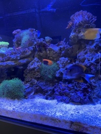Closing down marine fish tank pics save listing all