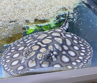 Stingray pups for sale - only 2 left