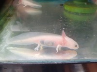 Leucitic Axolotl 7-10cm