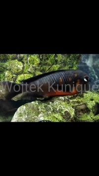 Tropheus Muzimu Green F1
